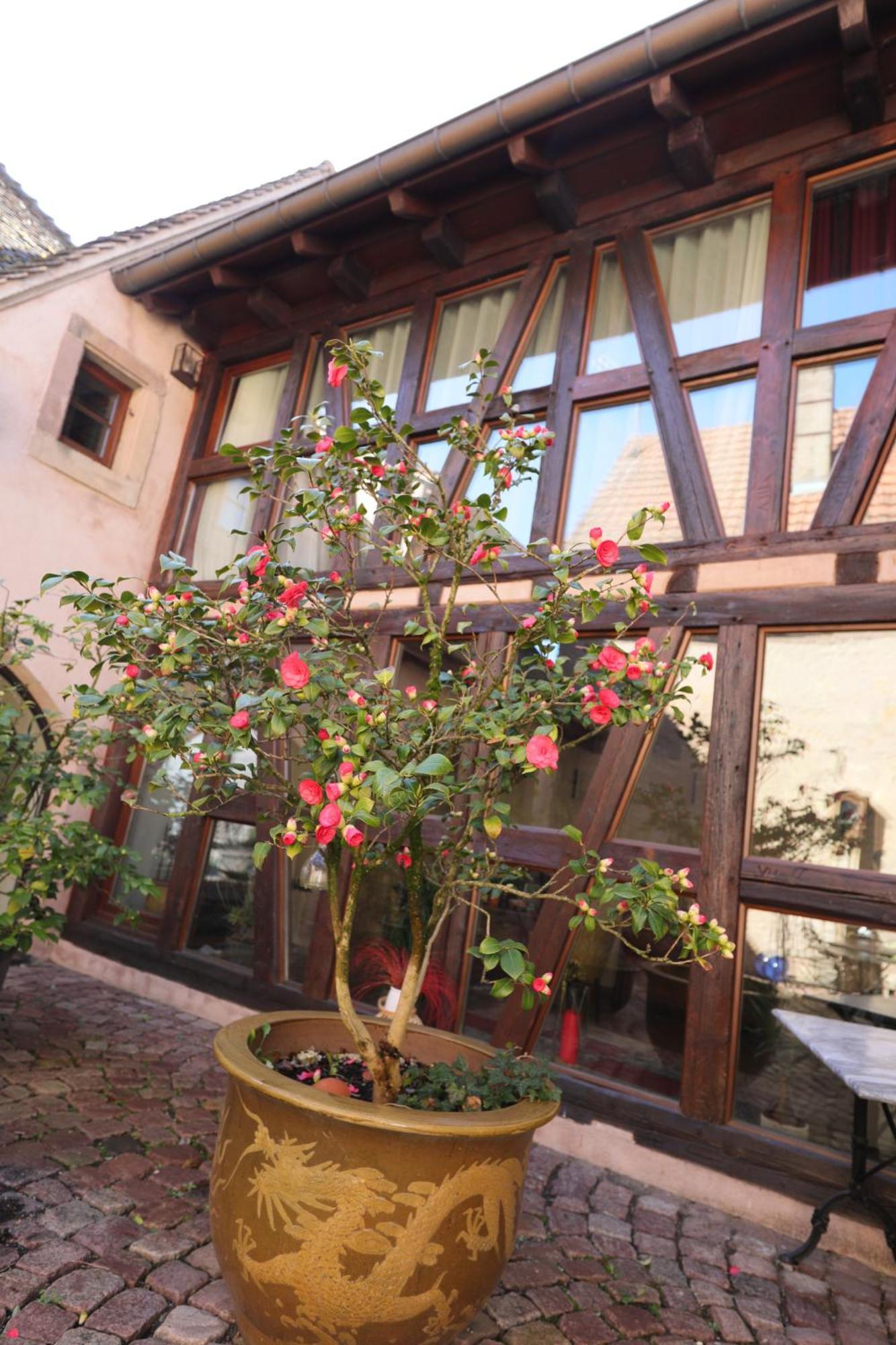 La Tour Des Fees-Spa Mittelbergheim Exterior foto
